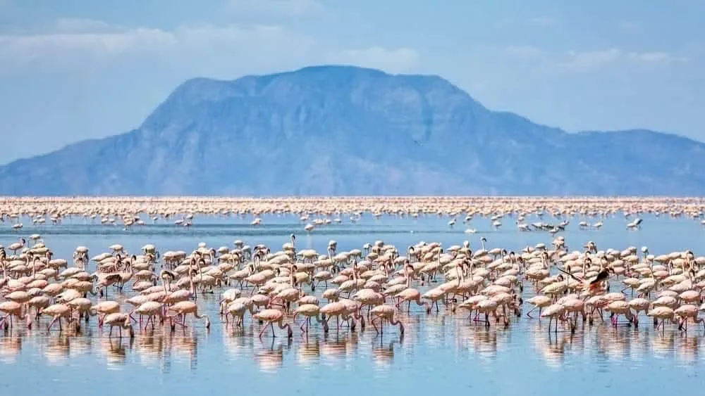 Flamingos at Lake Natron in northern Tanzania