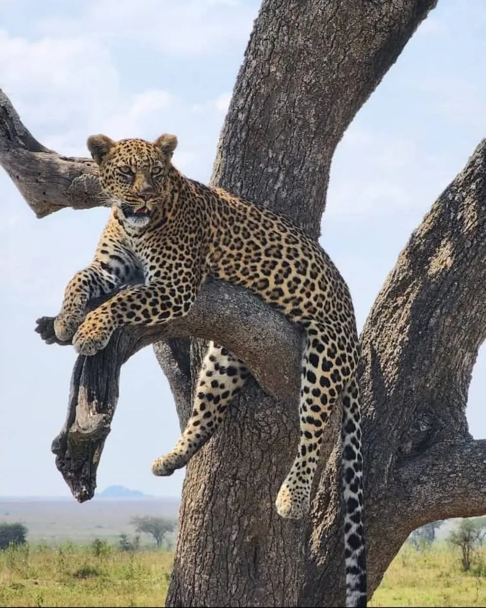 Leopard resting in a tree
