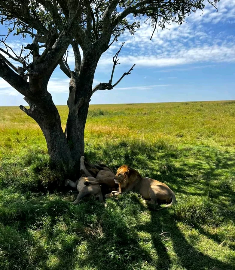 Lions in the Tanzania savanna