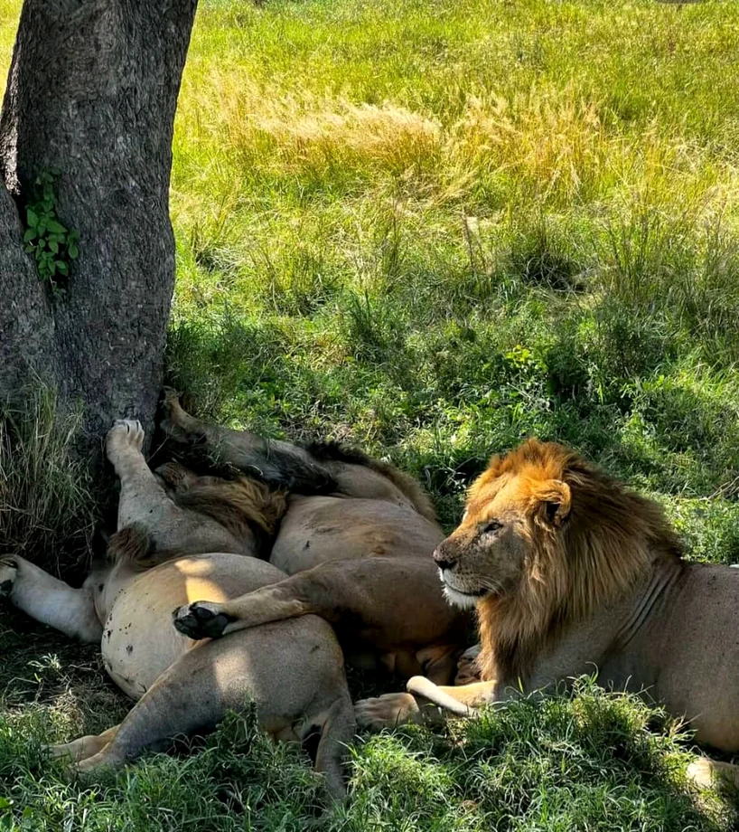 A pride of lions resting in the shade in Tanzania